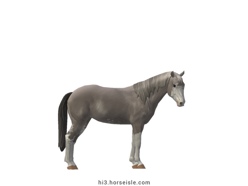 Belgian Riding Pony Grey Sabino Coat